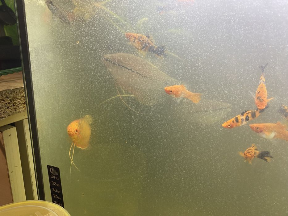 Sprzedam rybki akwariowe, akwarium całość