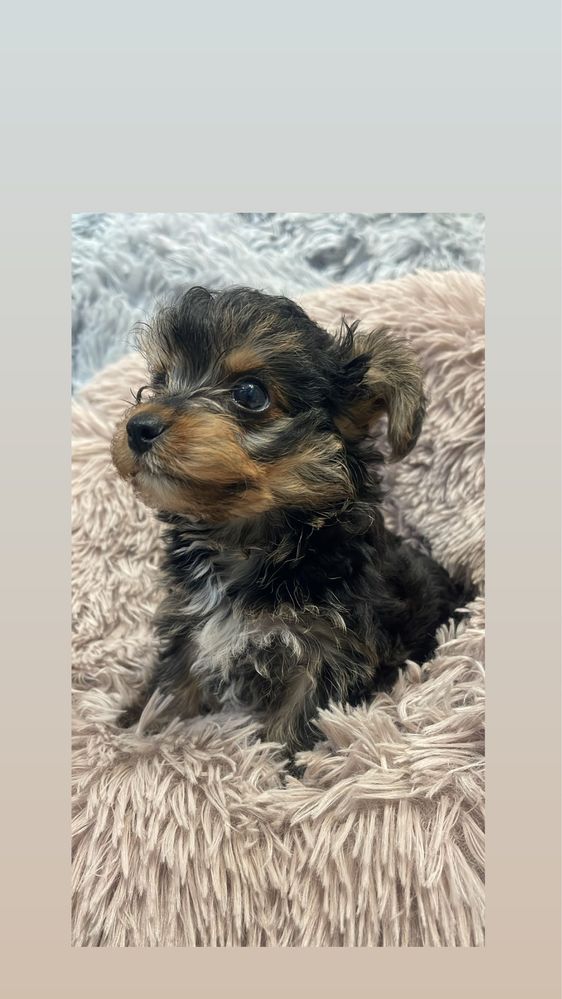 Yorkshire Terrier Mini femea