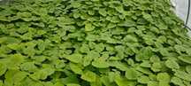 Drzewo Tlenowe Paulownia sadzonki tegoroczne