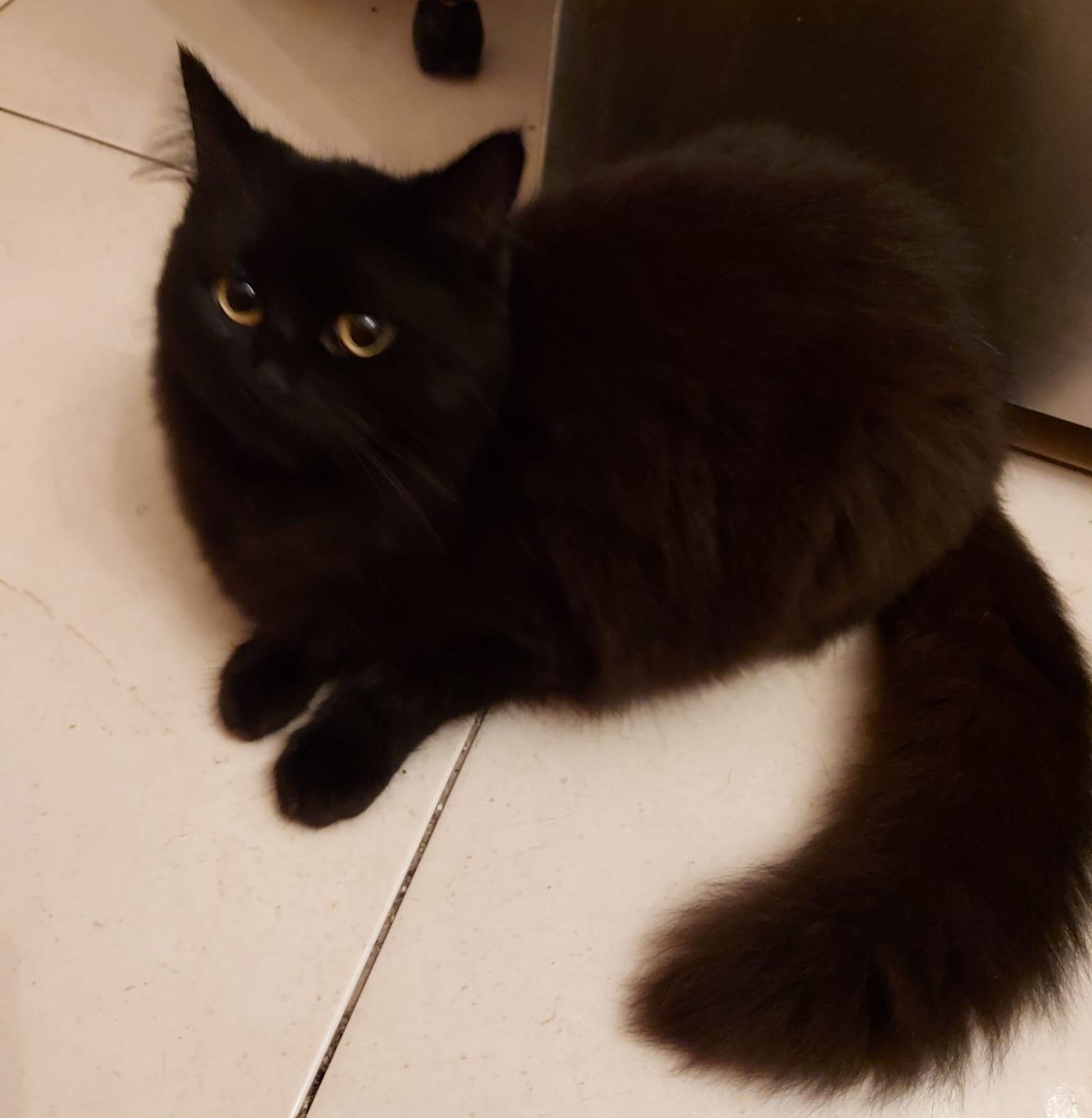 Gatinhos para adoção