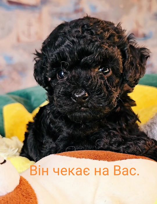 Той Пудель міні хлопчик цуценя доставка