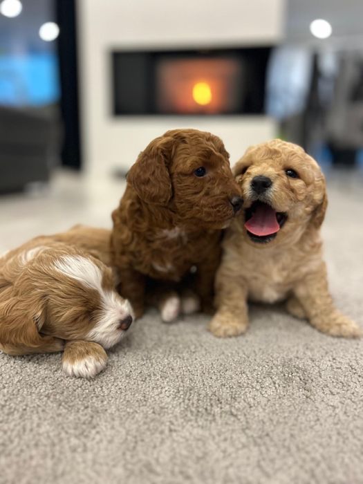 Maltipoo f1b chłopiec