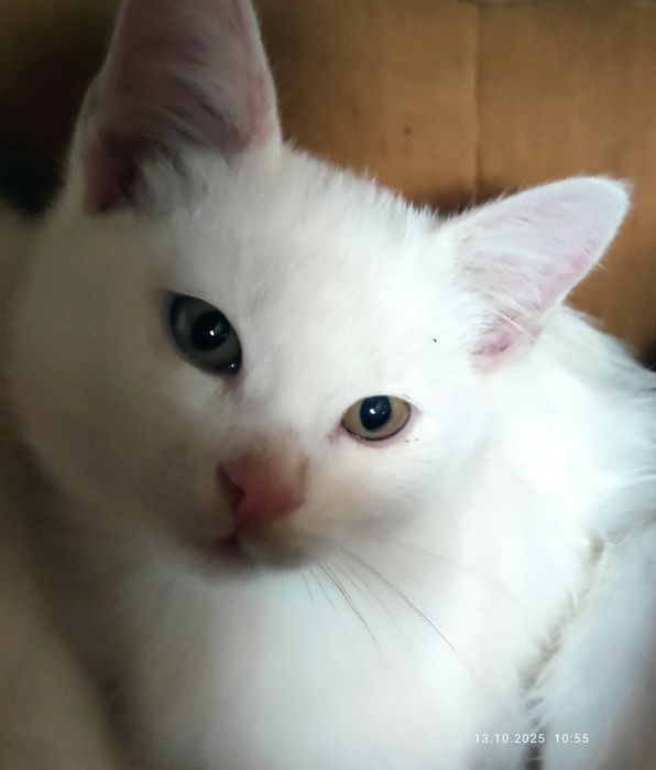 Котики турецкая ангора,