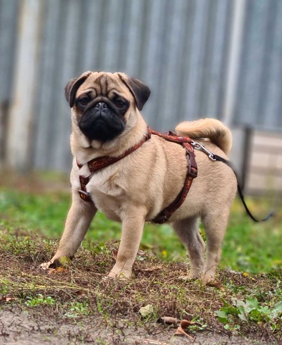 Дівчатка Мопса! Шикарні красуні!