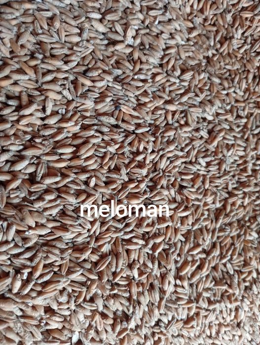 Sprzedam zboże paszowe