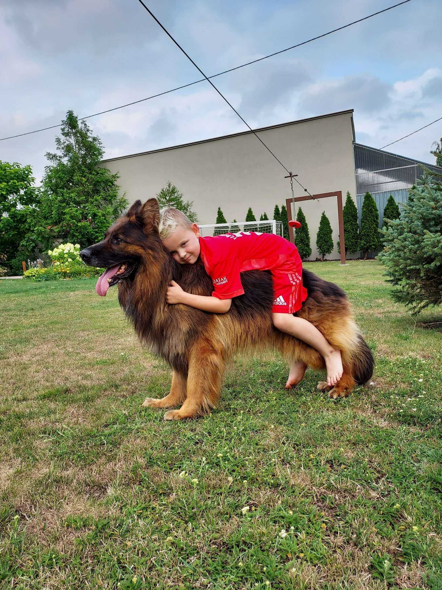 Owczarek niemiecki długowłosy FCI ZKwP