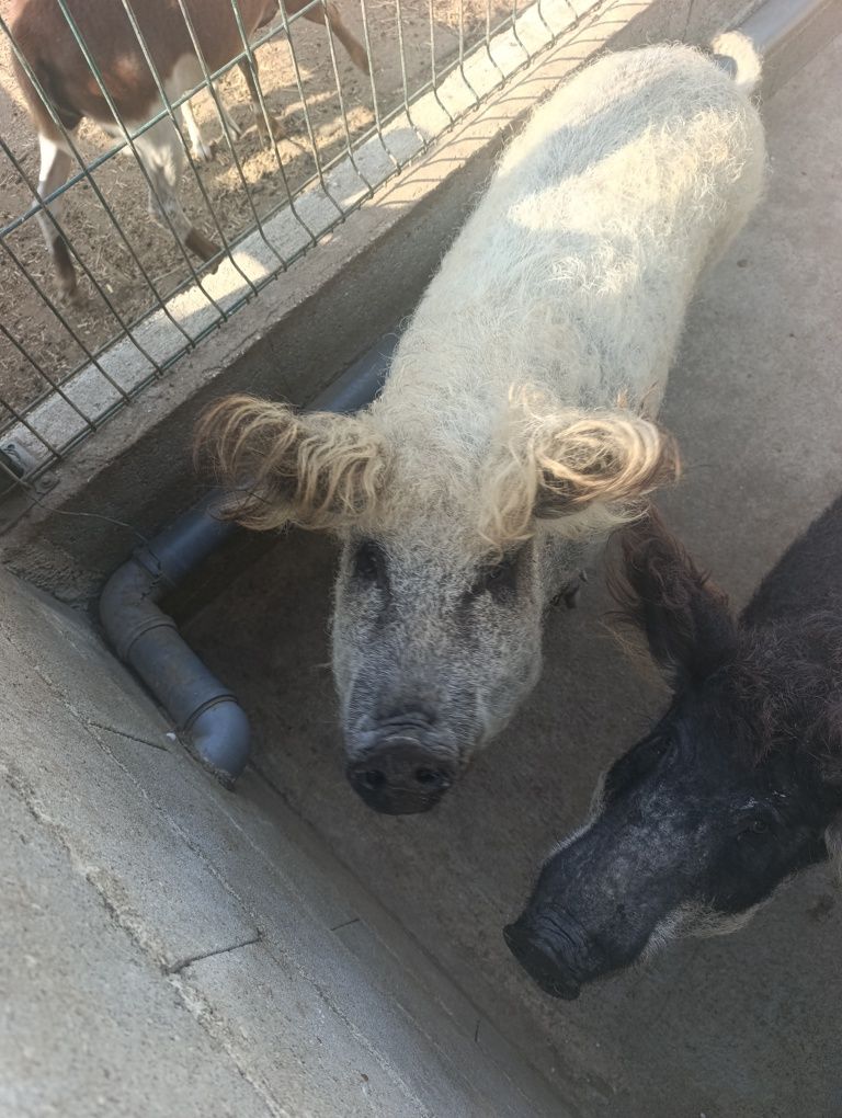 Porca Magalitsa (Porco Ovelha)