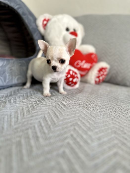 Menina chihuahua super minuatura perfeita