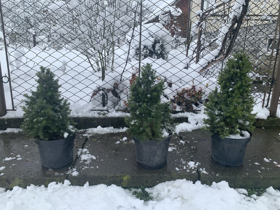 Ялинка коніка 40,50,60 см