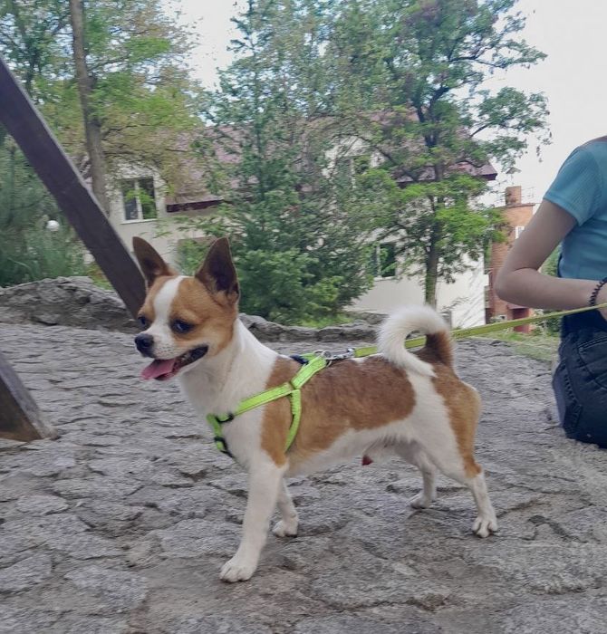 Вязка чихуахуа кобель