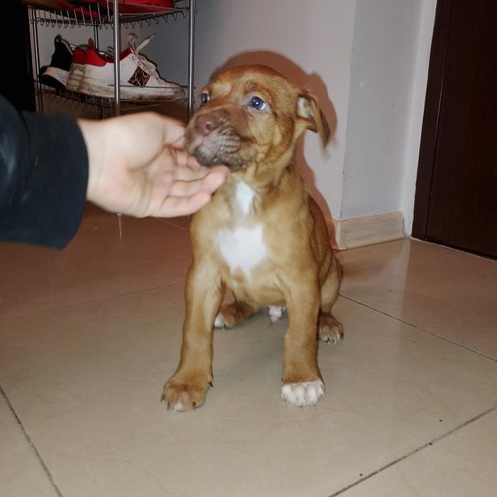 Oddam szczeniaka 7 tyg