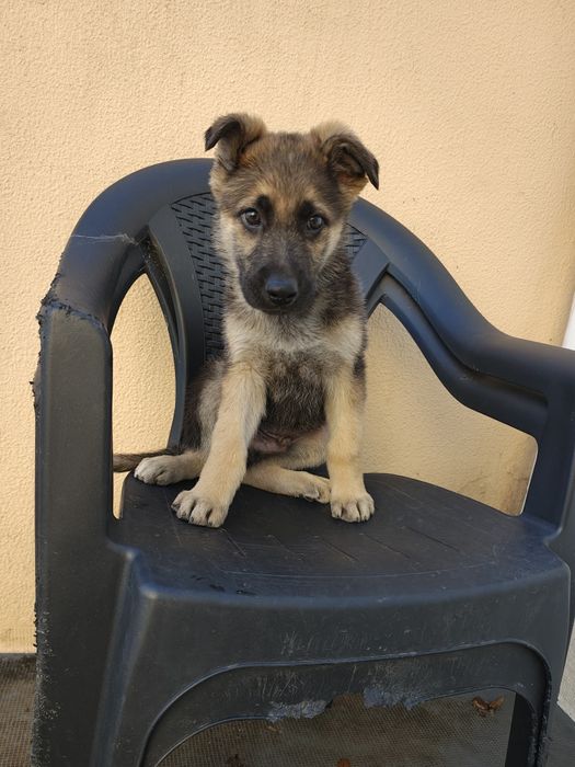 Pastor alemão macho puro Excelência