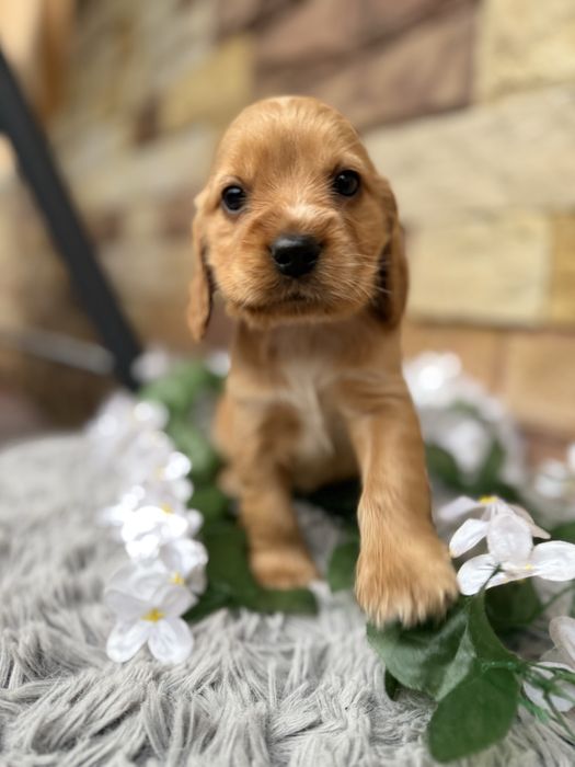 Śliczna sunia Cocker Spaniel Angielski z Rodowodem