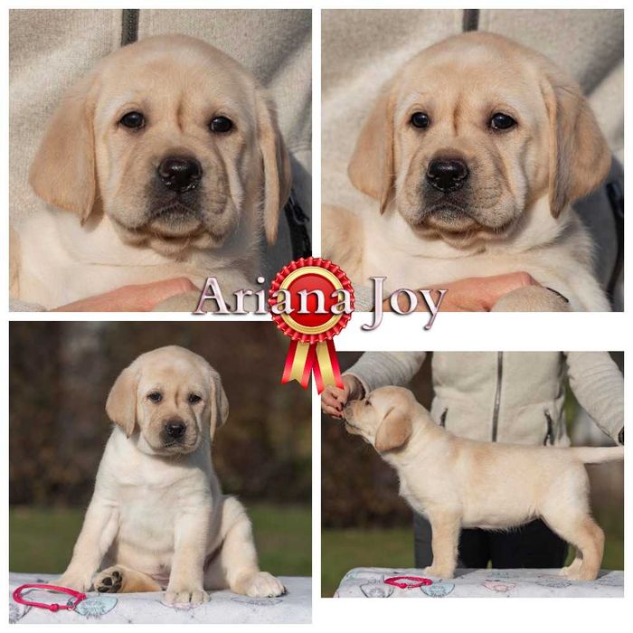 Видео, профпитомник) Элит щенки цуценята лабрадора ретривера ретрівера