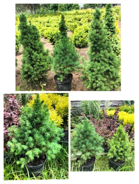 Ялинки: "Conica",  Дейзі Уайт, Десембер,  Барбарис,  Туя Рейнголд