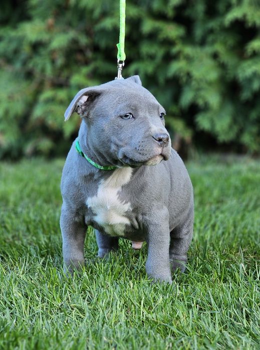 Piękny piesek amstaff