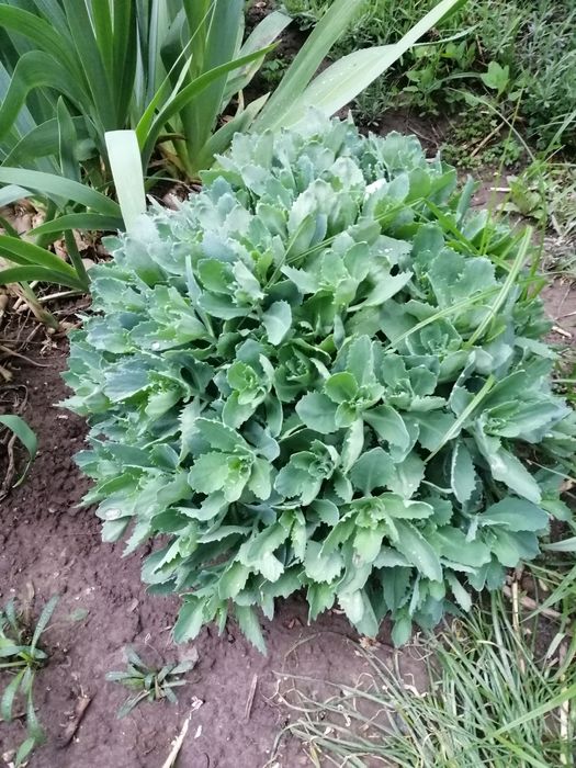 Продам шикарні квіти седум!