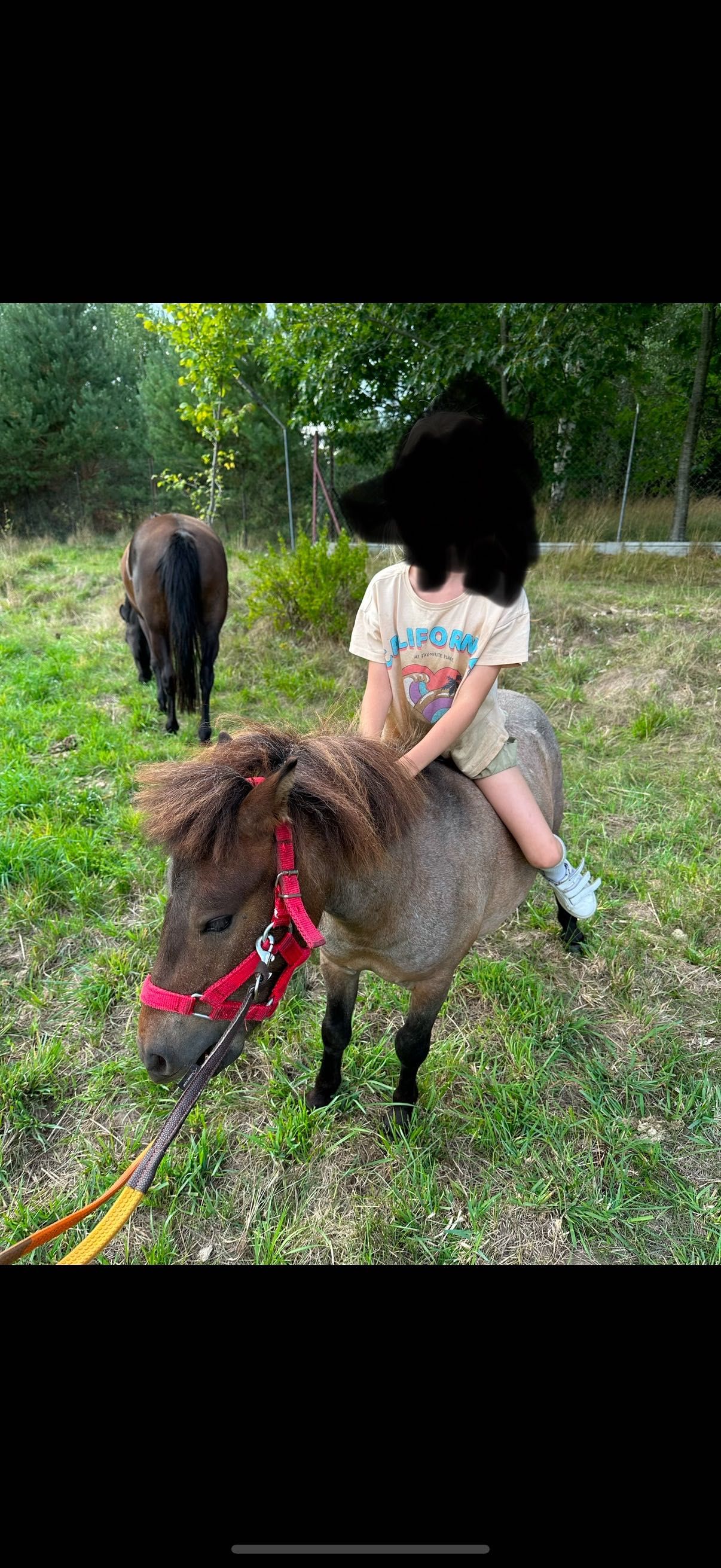 Sprzedam Kuc Szetlandzki