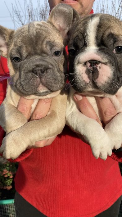 Французский бульдог