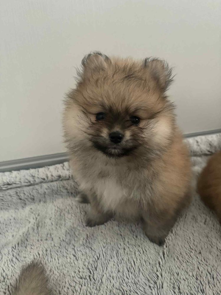 Pomeranian szpic miniaturowy pies xs misiu słodziaczek