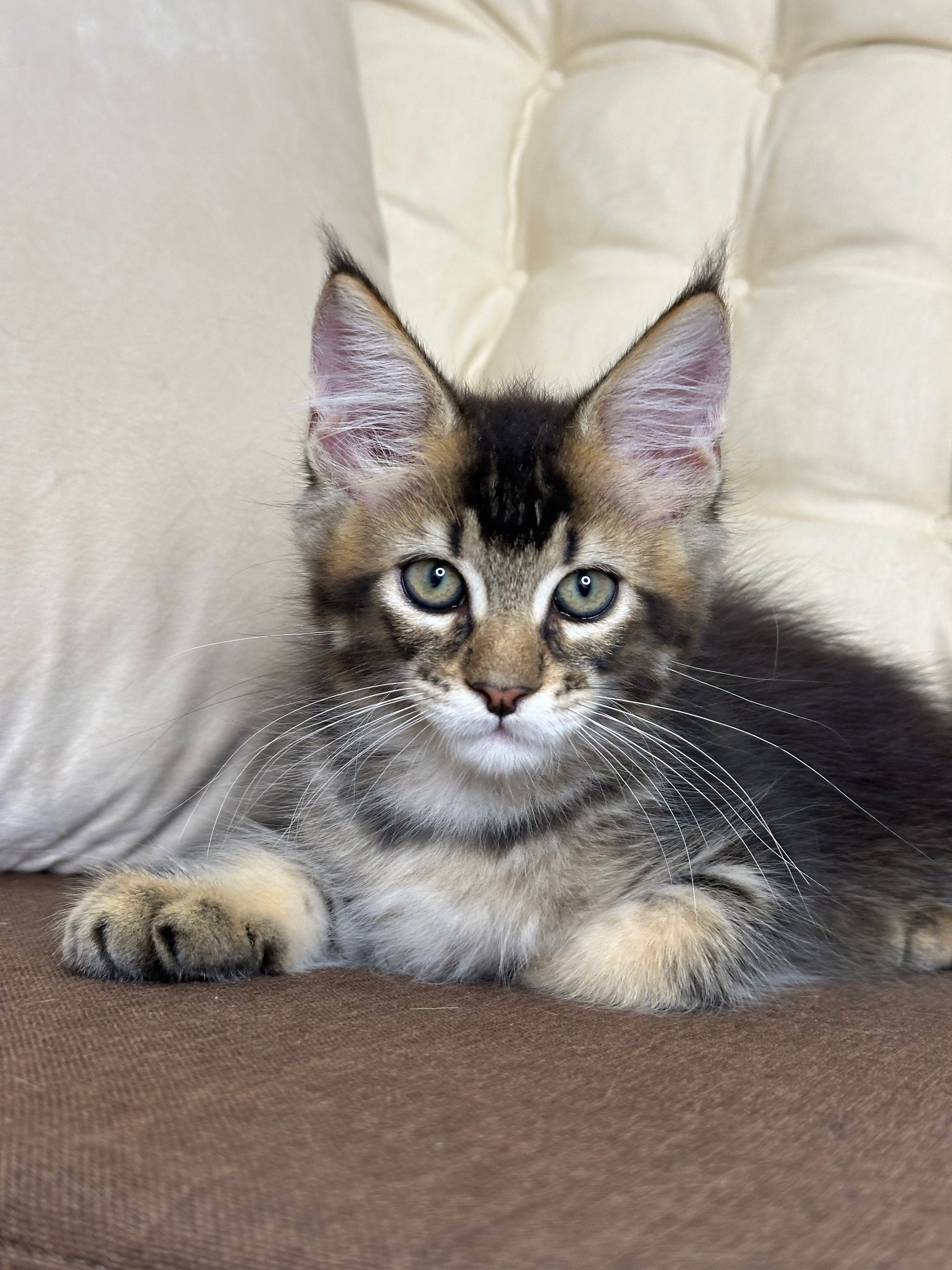 Daniel-Kocurek Maine Coon