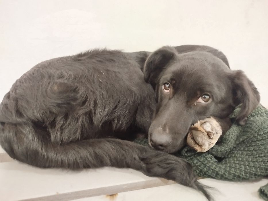 Поиск хозяина собачки