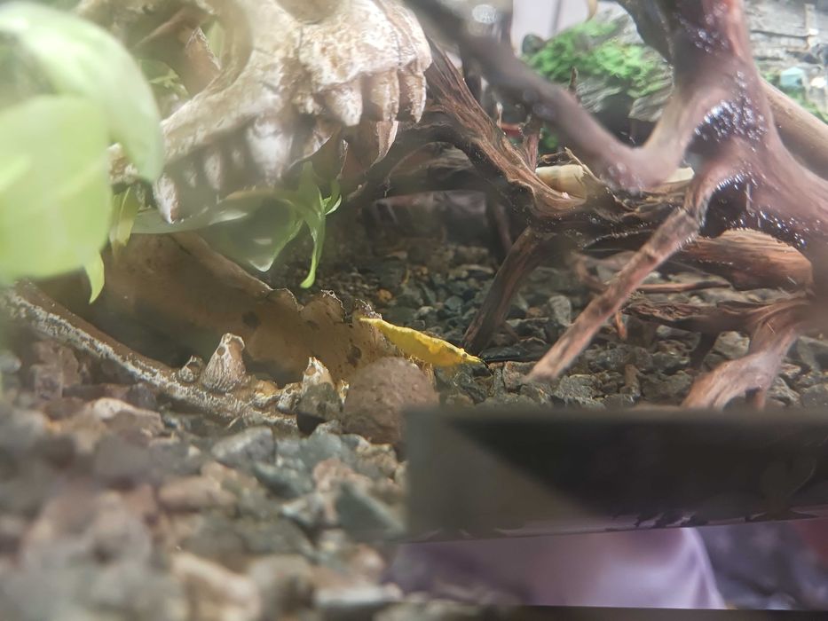 Krewetki neocardina yellow