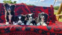 Śliczne szczenię Border Collie.