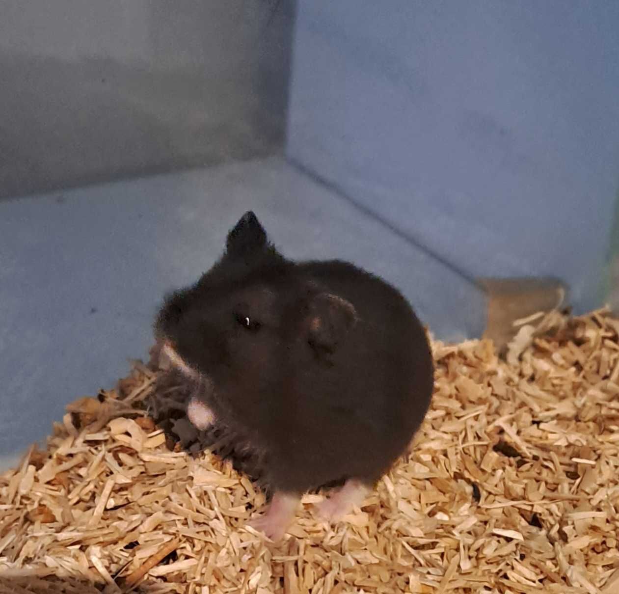 Chomik dżungarski - sklep Pawik.pl Głogów Młp.