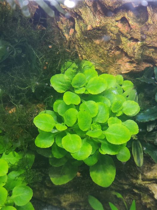 Várias plantas de aquário