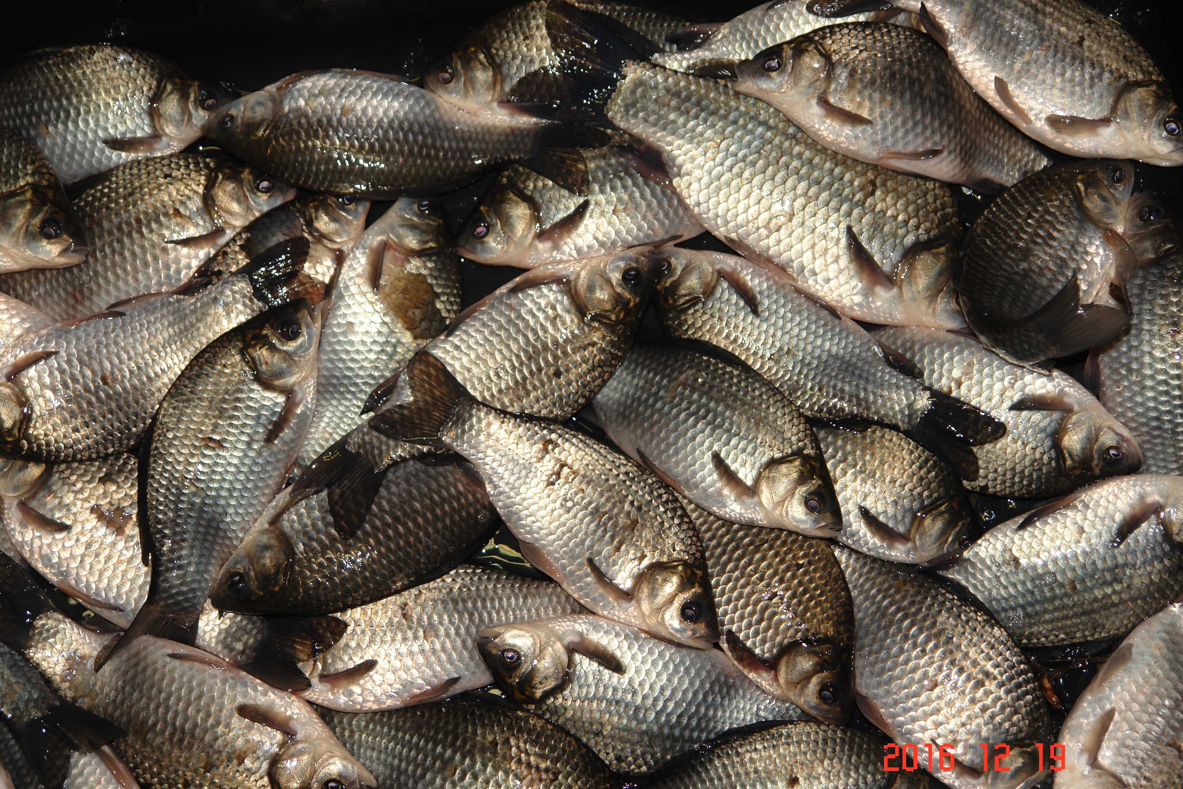 karp koi narybek rózne kolory 13-15cm