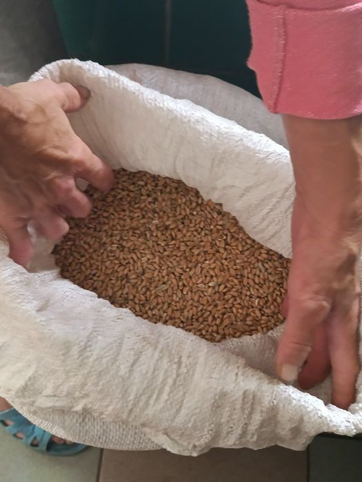 Продам пшеницю 75/відро