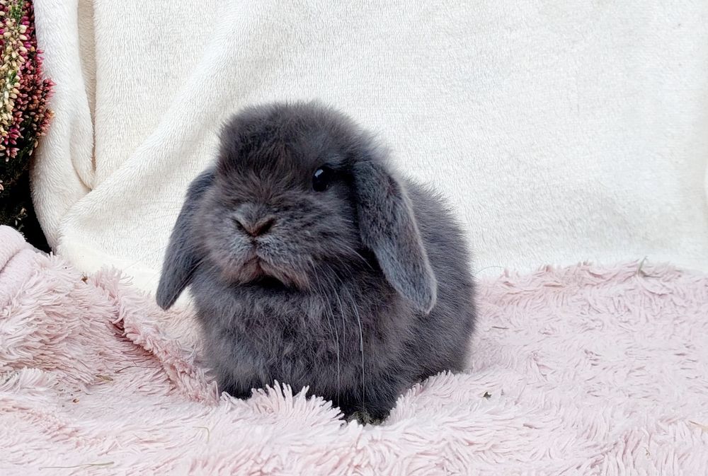 Mini lop królik baranek mianiaturka
