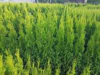 Doniczka, tuja szmaragd 140cm - 160cm, thuja smaragd 150cm, 1,5m