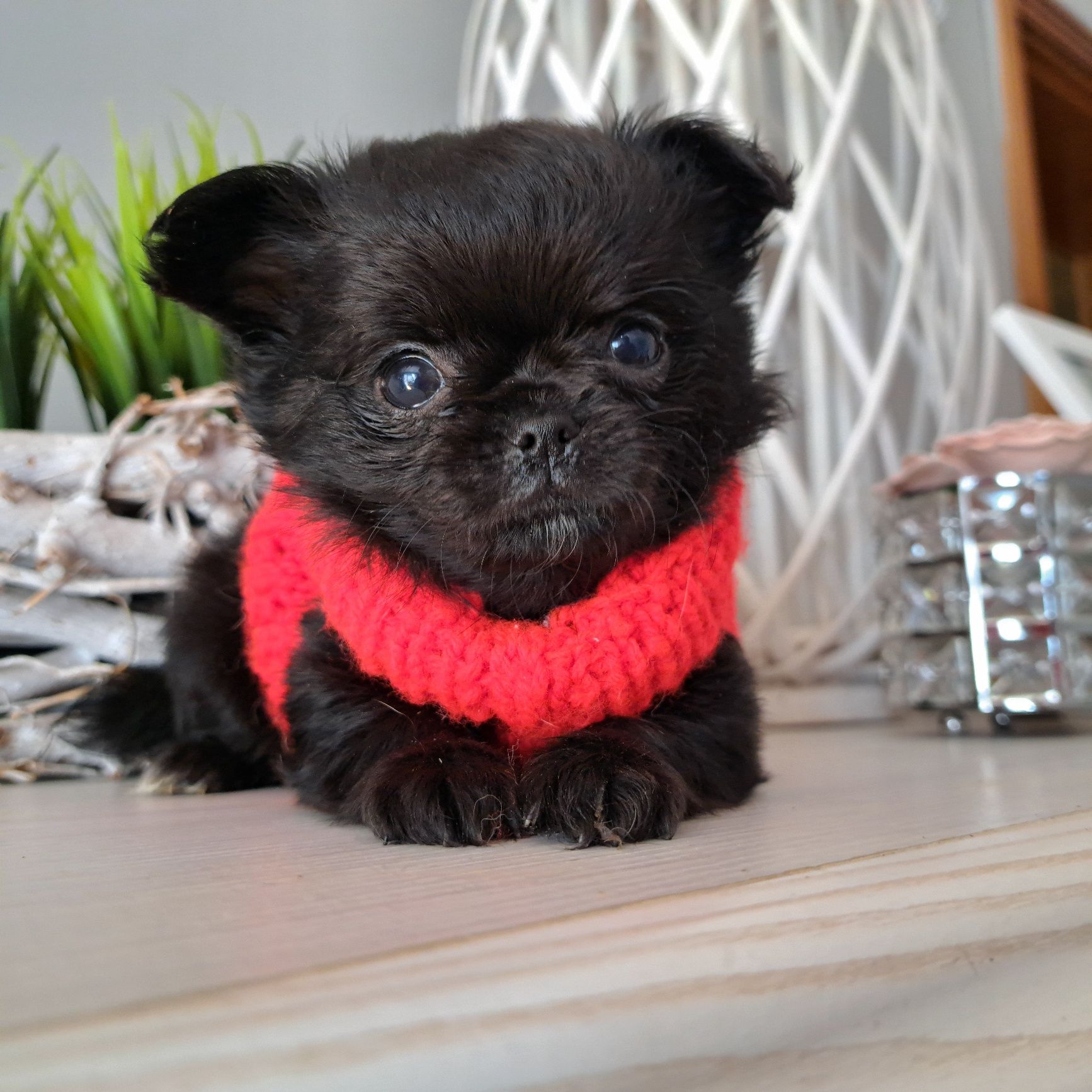 Piękny chłopiec długowłosy Chihuahua