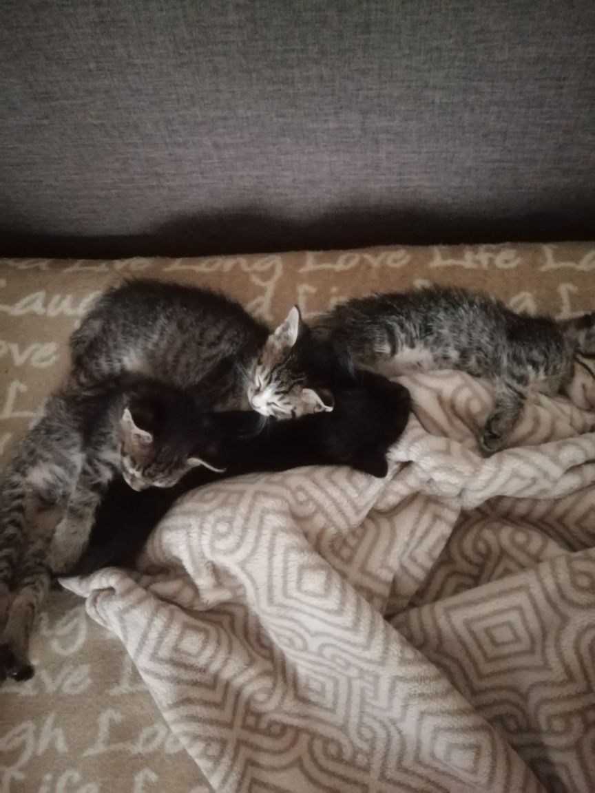 Віддам кошенят у добрі руки