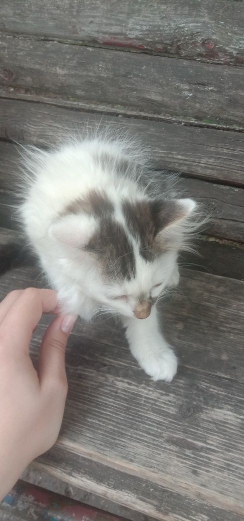 СРОЧНО отдам котенок даром. Кошка бесплатно. Кошечка. Котята.