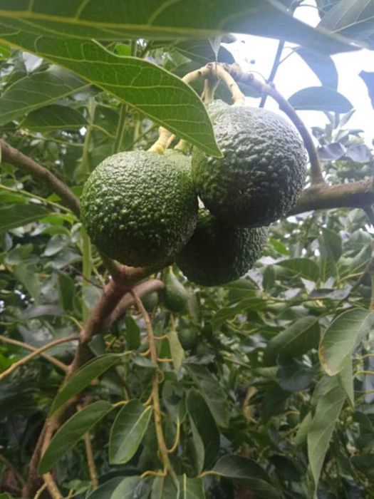 Abacates Caseiros