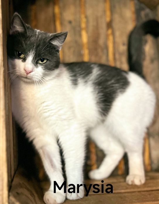 Marysia i Krysia szukają domów...