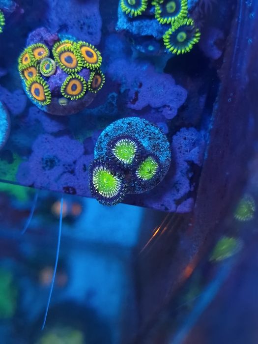 Corais zoantus de agua salgada