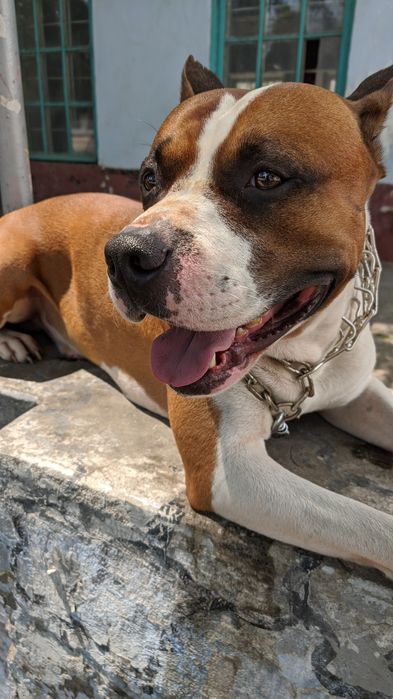 Вязка собак