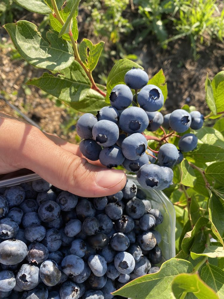 Бізнес продам сад голубіки лохини