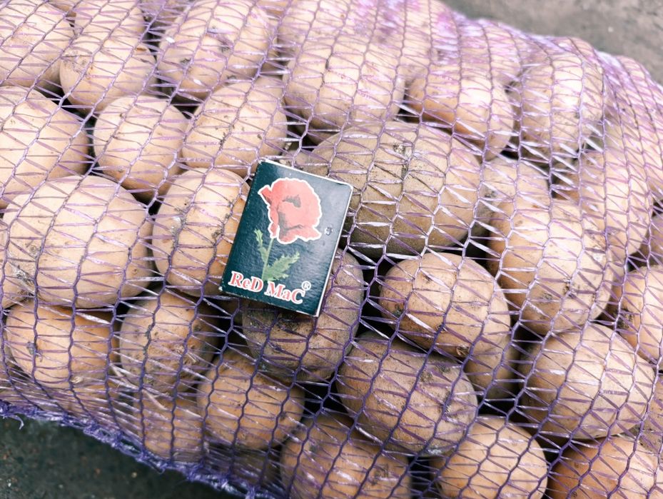 Картопля Рив’єра — посадкова (2-га репродукція)