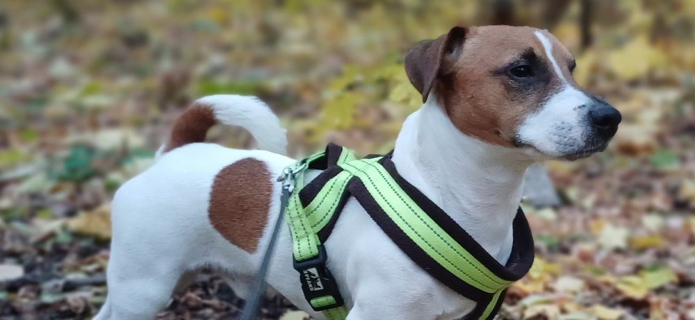 Вязка Джек Рассел терьера