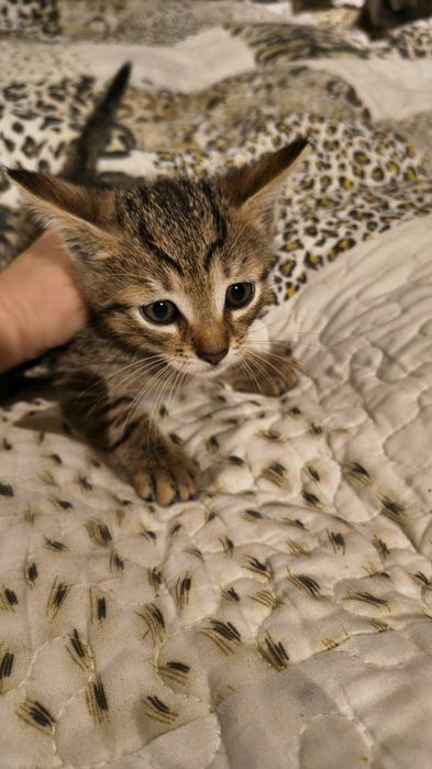 Oddam za darmo Kotki