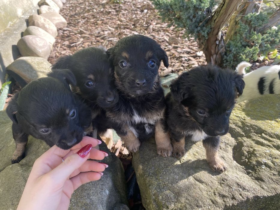 Oddam pieski w dobre ręce