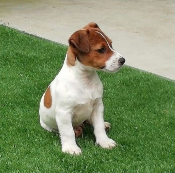 Jack Russell Terrier
