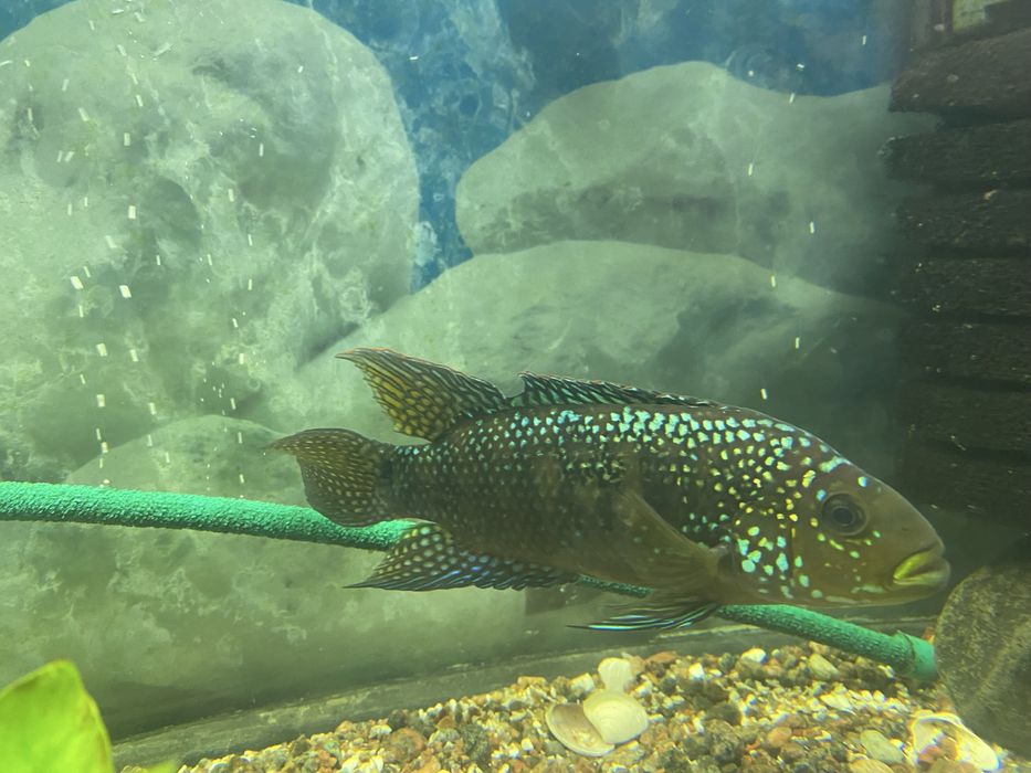 Продам Астронотус