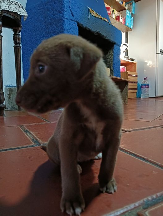 Cão pequeno  para dar