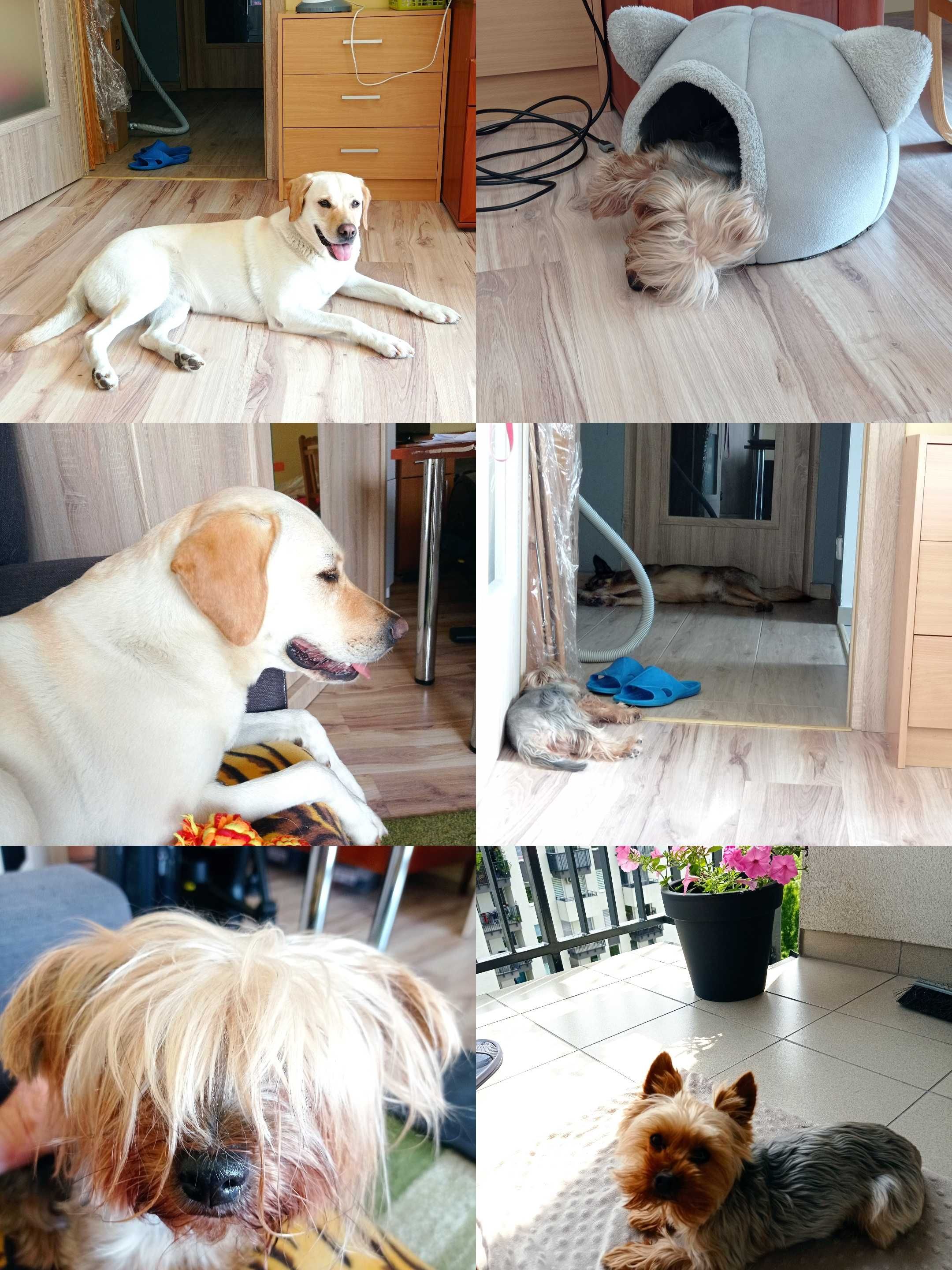 Opieka nad psem dogsitter psi hotel hotel dla psów petsitter